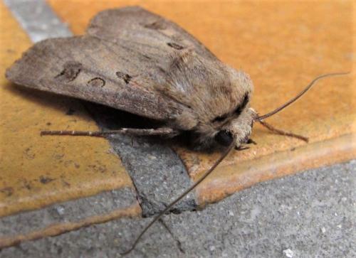 Réf. 260 286 : Agrotis exclamationis